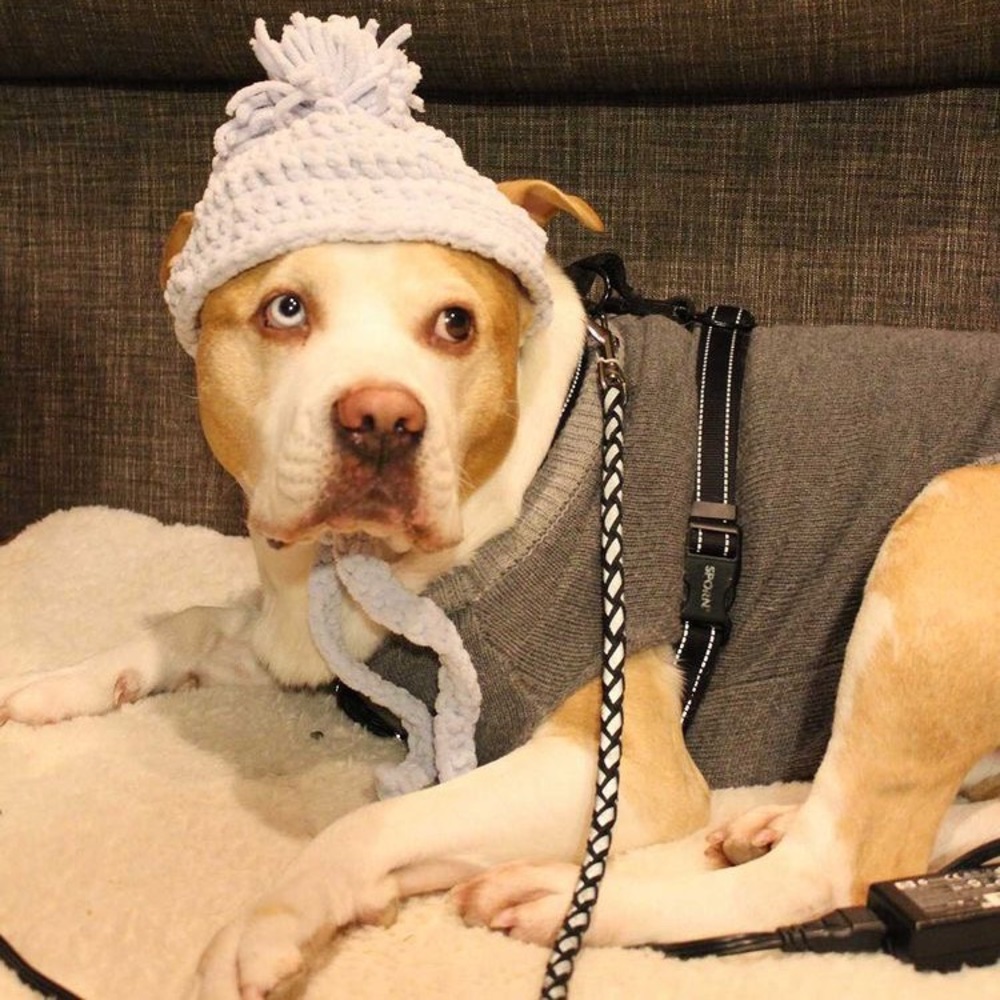 Dog knitted hat